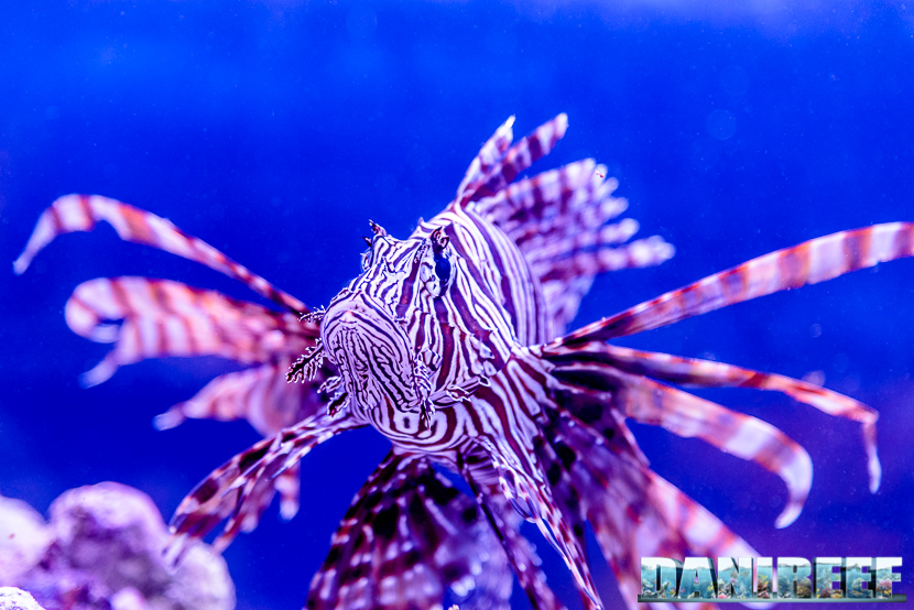 201610-5-stelle-barriera-corallina-pesci-petsfestival-pterois-volitans-215-copyright-by-danireef 201610-5-stelle-barriera-corallina-pesci-petsfestival-pterois-volitans-215-copyright-by-danireef