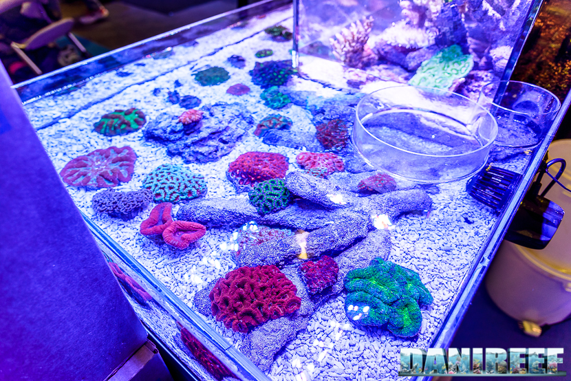 acanthastrea in un taleario