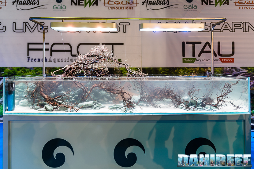 acquario per synodontis