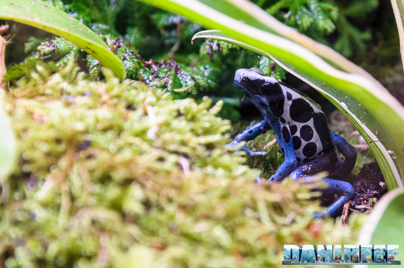 Una rana Dendrobates tinctorius fa capolino nella fitta vegetazione del Biopod 2016_05-interzoo-norimberga-biopod-498
