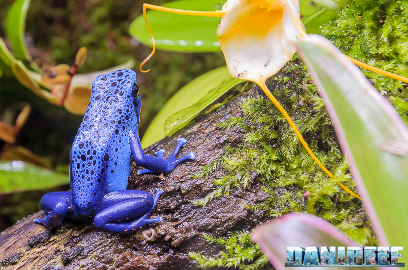 Uno splendido esemplare di rana Dendrobates azureus, perfettamente a proprio agio nell'habitat ricreato dal Biopod 2016_05-interzoo-norimberga-biopod-510