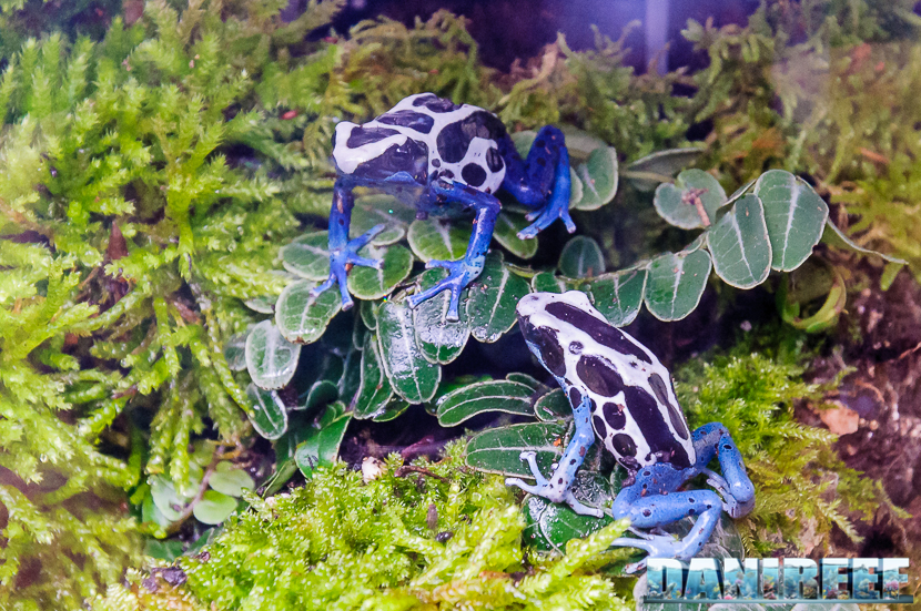 Questa coppia di Dendrobates tinctorius non sembra essere affatto infastidita dal folto pubblico interessato al Biopod 2016_05-interzoo-norimberga-biopod-513