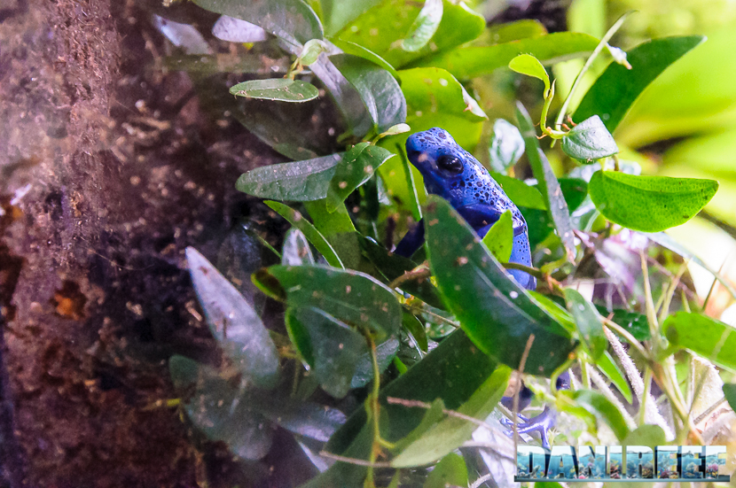Sulla "Living Wall" di questo Biopod allestito una rana Dendrobates Azureus attende paziente l'acqua vaporizzata dallo spruzzatore superiore 2016_05-interzoo-norimberga-biopod-517