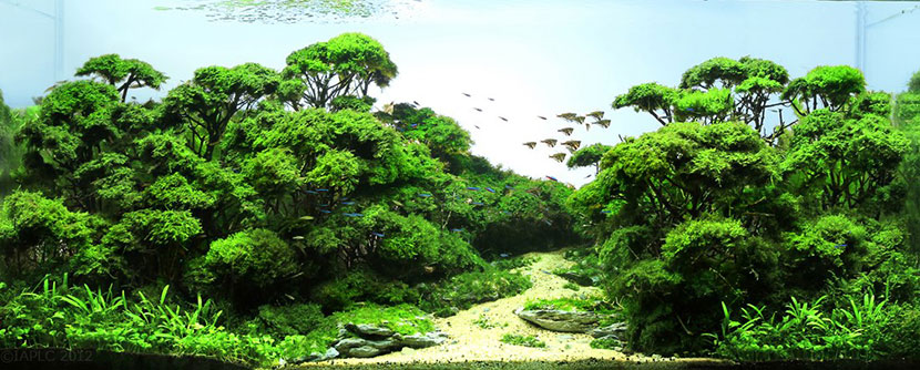 Come allestire un bonsai in acquario
