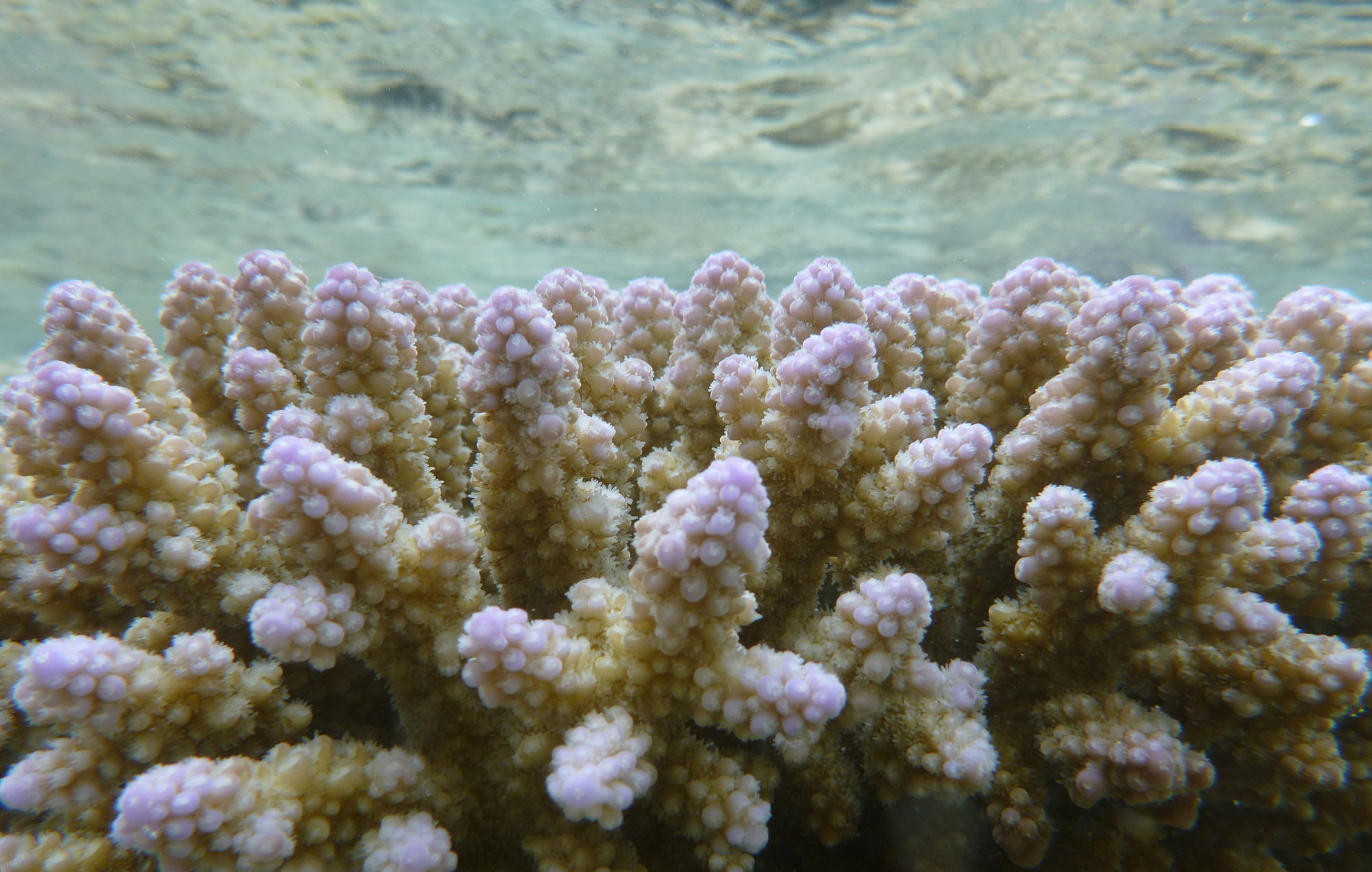 macro-coral_one-tree