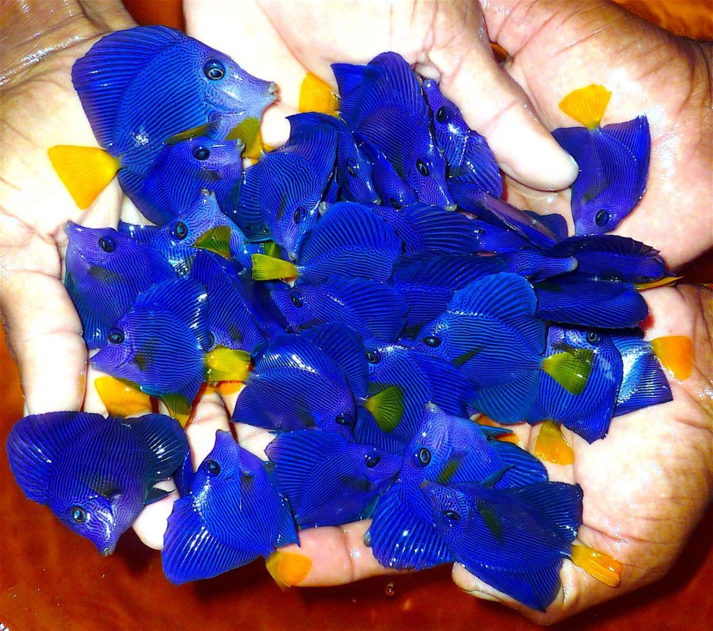 Esemplari di Zebrasoma xanthurum riprodotti in cattività da Bali Aquarich