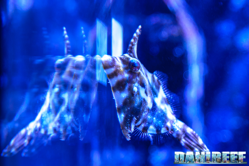 Acreichthys tomentosus: il miglior divoratore di Aiptasie