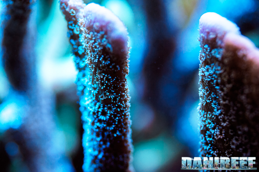 Montipora Digitata Montipora Digitata