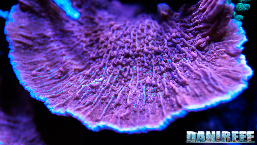 Montipora foliosa