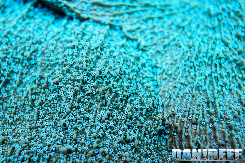 Polipi di Montipora foliosa Polipi di Montipora foliosa