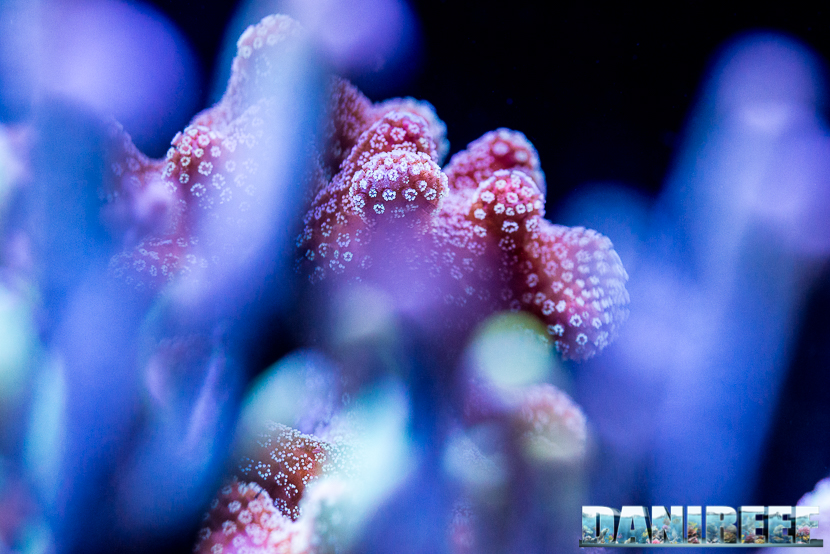 Stylophora pistillata Stylophora pistillata