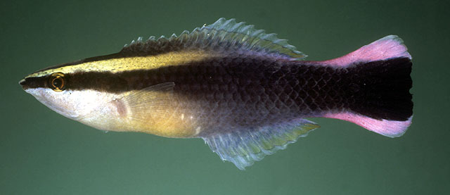 Labroides phthirophagus Labroides phthirophagus