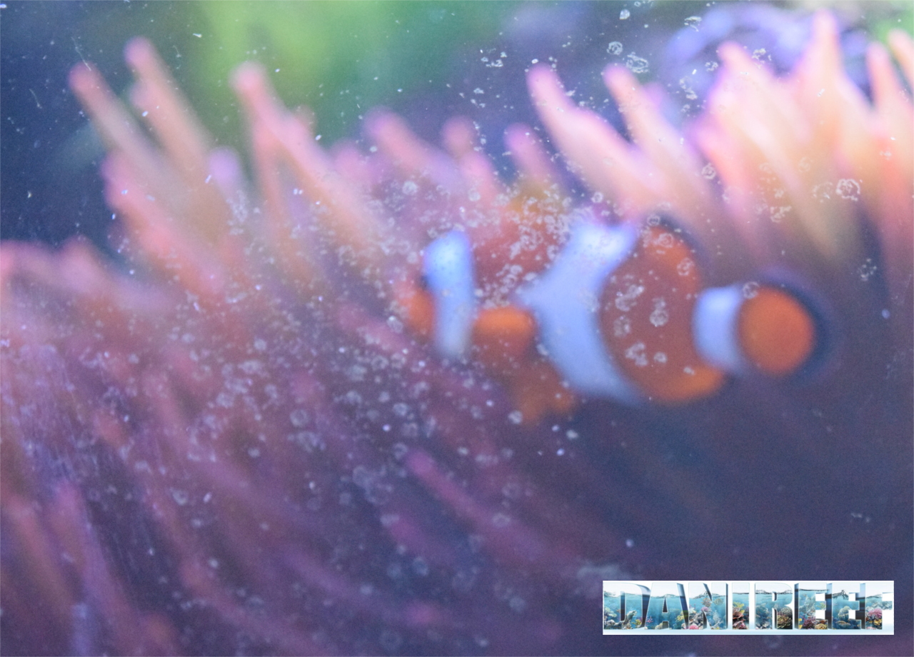 Come pulire i vetri dell’acquario