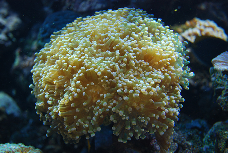 Euphyllia paradivisa Euphyllia paradivisa