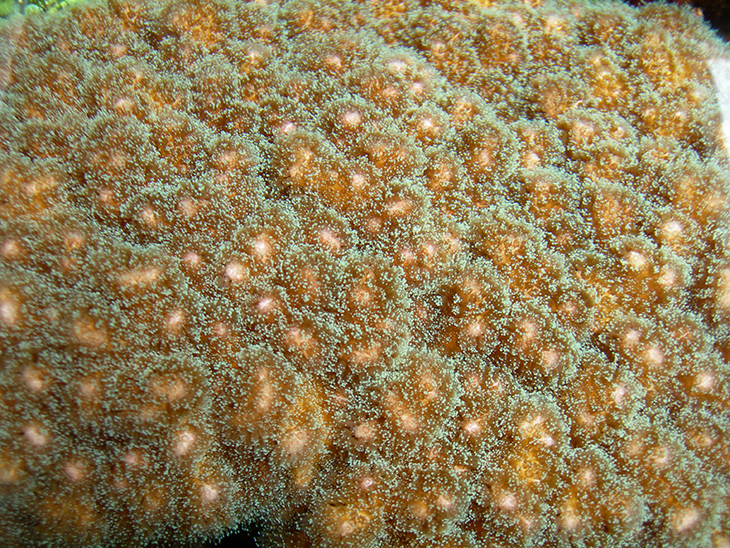 Colonia di Pocillopora damicornis Colonia di Pocillopora damicornis
