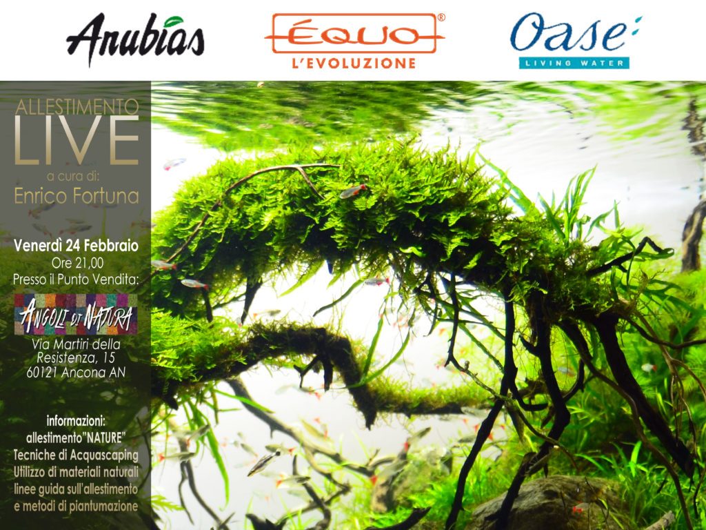 aquascaping live ad Ancona presso Angoli di Natura con Enrico Fortuna 