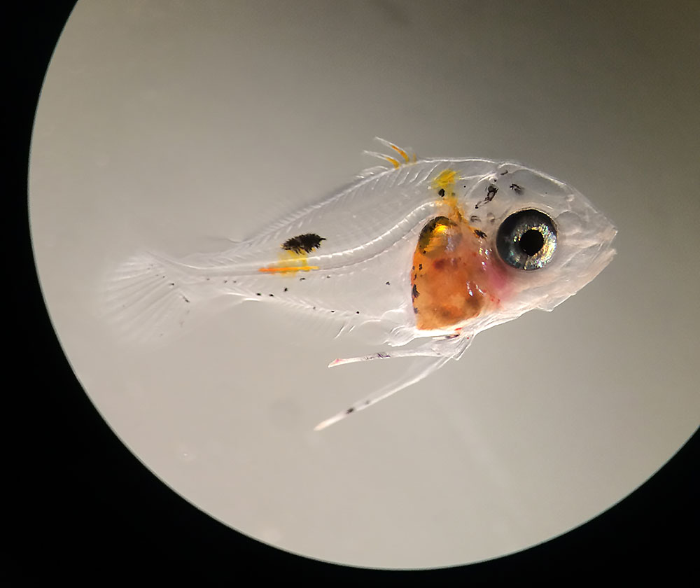 Chromis cyanea larvae Chromis cyanea larvae