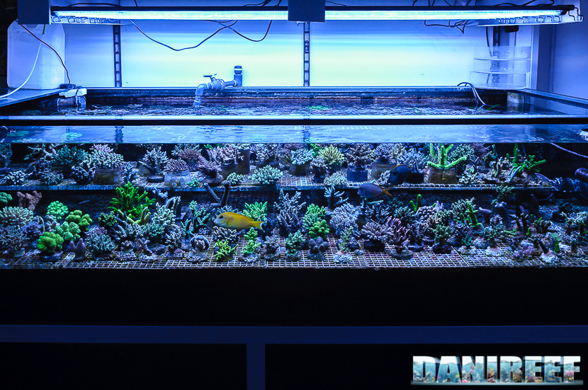 Una delle splendide vasche espositive di Hobby Acquari riservata ad SPS Una delle splendide vasche espositive di Hobby Acquari riservata ad SPS