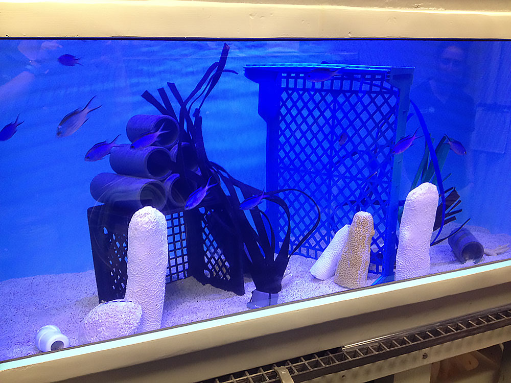 Chromis cyanea breeding tank Chromis cyanea breeding tank