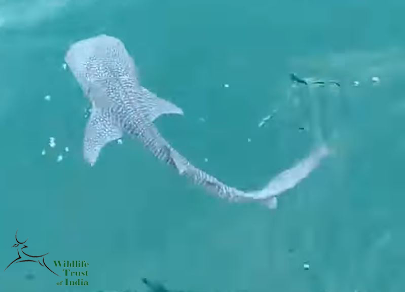 Il piccolo Rhincodon typus Smith mentre riconquista l'oceano. Fonte: Video wildlife trust of india Il piccolo Rhincodon typus Smith mentre riconquista l'oceano. Fonte: Video wildlife trust of india