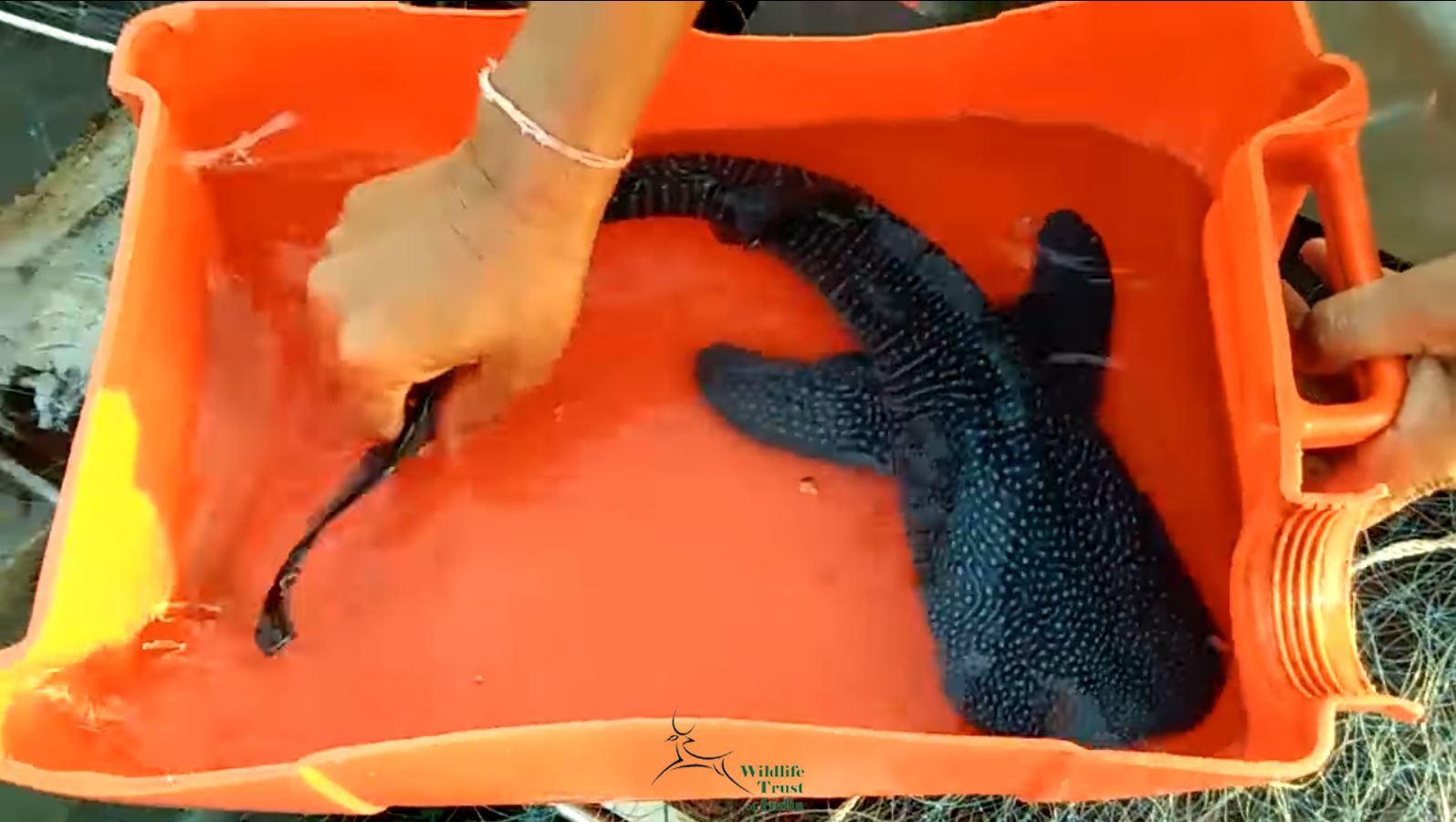 Il piccolo di squalo balena dopo essere stato liberato dalla rete da pesca. Fonte: Video wildlife trust of india Il piccolo di squalo balena dopo essere stato liberato dalla rete da pesca. Fonte: Video wildlife trust of india