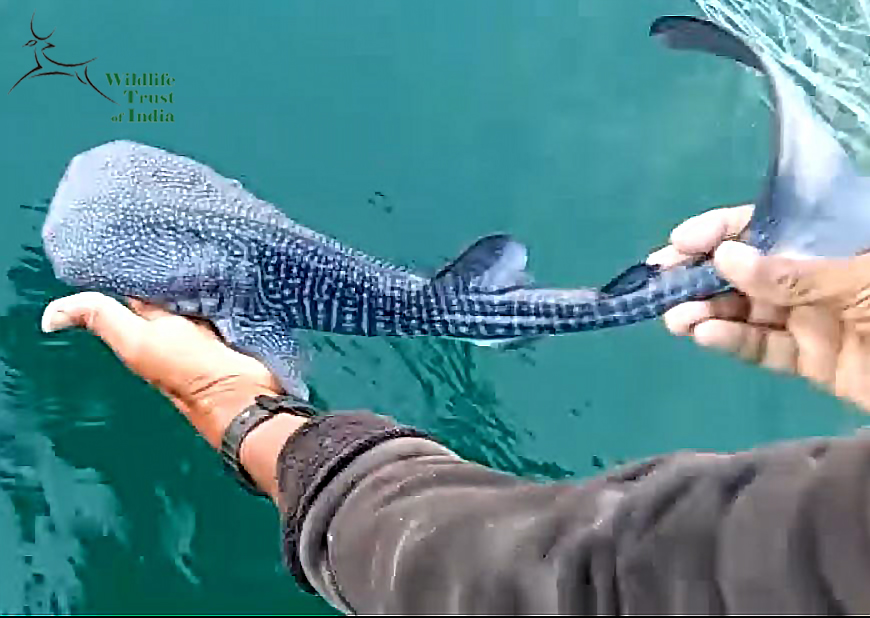 Il piccolo di squalo balena mentre viene rimesso in libertà. Fonte: Video wildlife trust of india Il piccolo di squalo balena mentre viene rimesso in libertà. Fonte: Video wildlife trust of india
