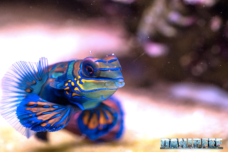 Synchiropus in acquario marino: quanti e quali mettere?