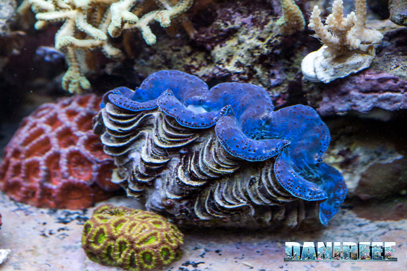 Tridacna maxima con disegno naturale del mantello