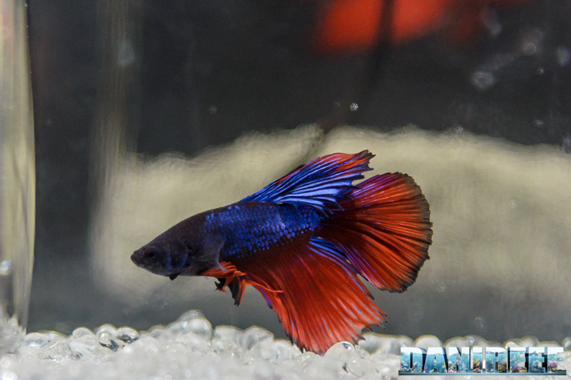 Betta splendens in mostra allo Zoomark 2017 Betta splendens in mostra allo Zoomark 2017