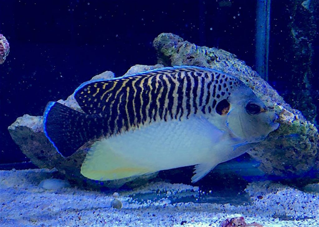 Apolemichthys kingi
