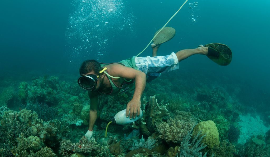 Pesca dei pesci con il cianuro: pescatore in azione Pesca dei pesci con il cianuro: pescatore in azione