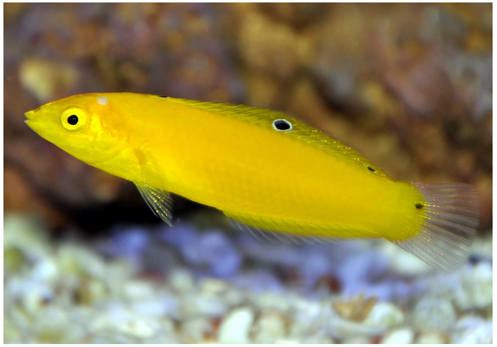 Halichoeres chrysus Halichoeres chrysus