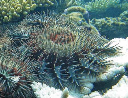 Barriera corallina