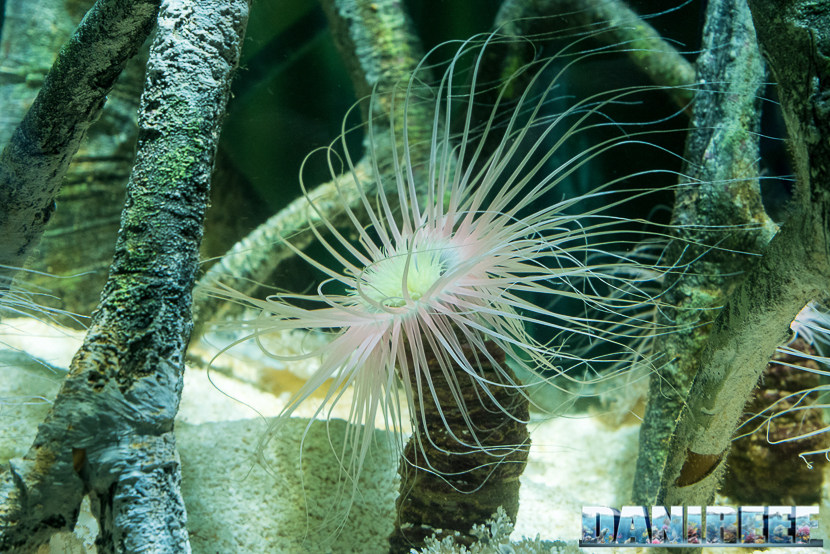 Cerianthus membranaceus Cerianthus membranaceus