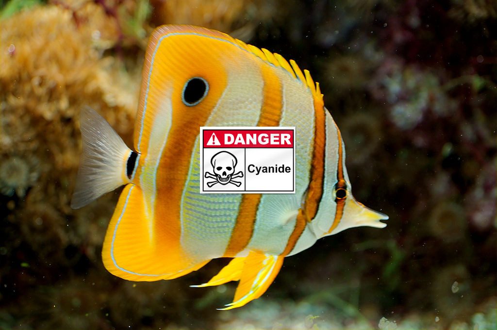 Chelmon rostratus in natura, fotografia di Luc Viatour