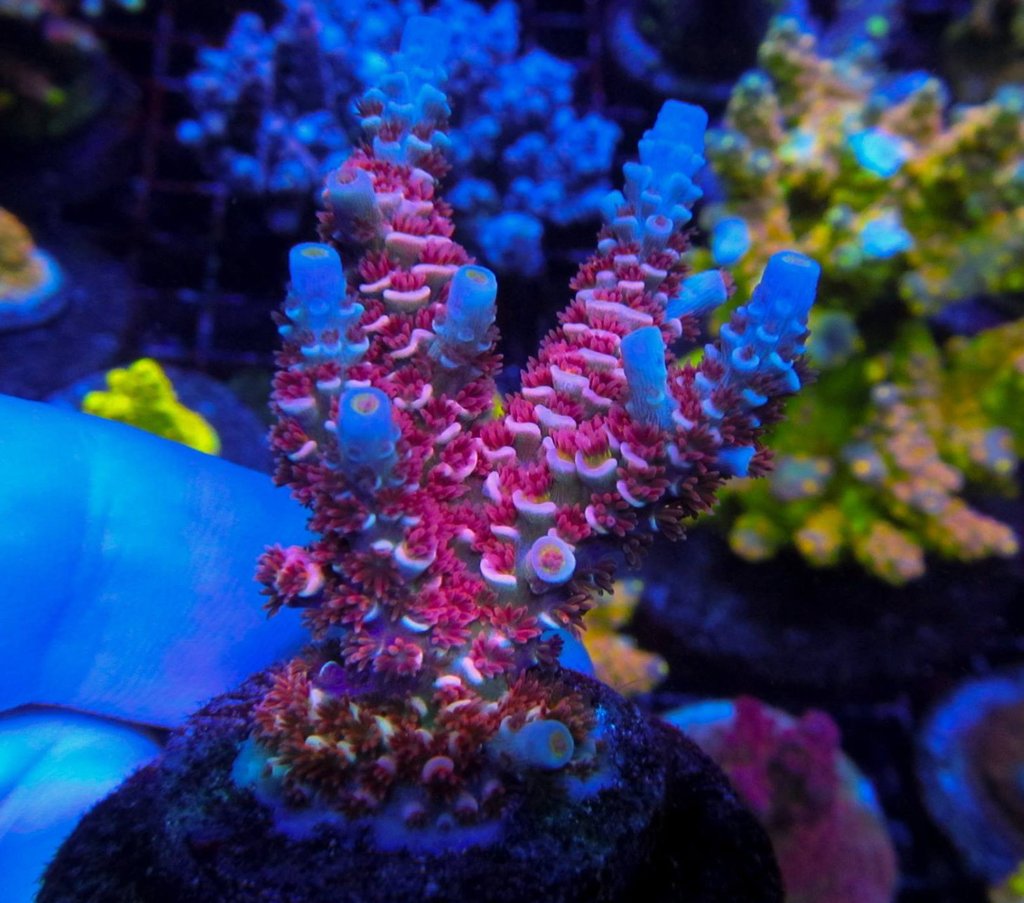 Acropora tenuis "Cherry Bomb"