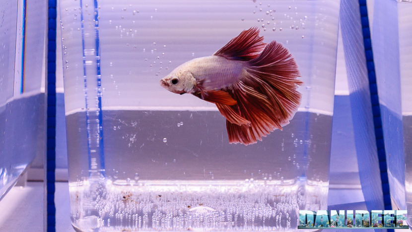 Betta splendens in mostra al PetsFestival 2017 Betta splendens in mostra al PetsFestival 2017