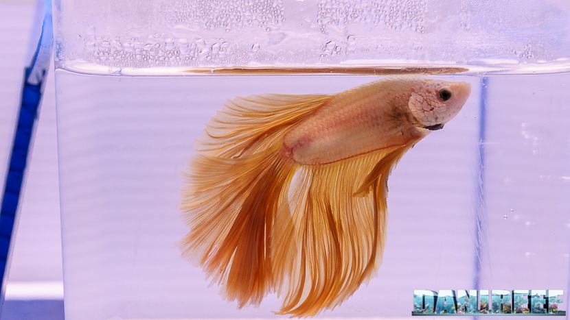 Betta splendens in mostra al PetsFestival 2017 Betta splendens in mostra al PetsFestival 2017
