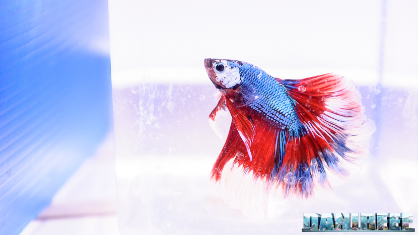 Betta splendens in mostra al PetsFestival 2017 Betta splendens in mostra al PetsFestival 2017