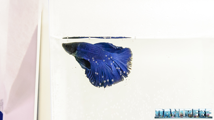 Betta splendens in mostra al PetsFestival 2017 Betta splendens in mostra al PetsFestival 2017