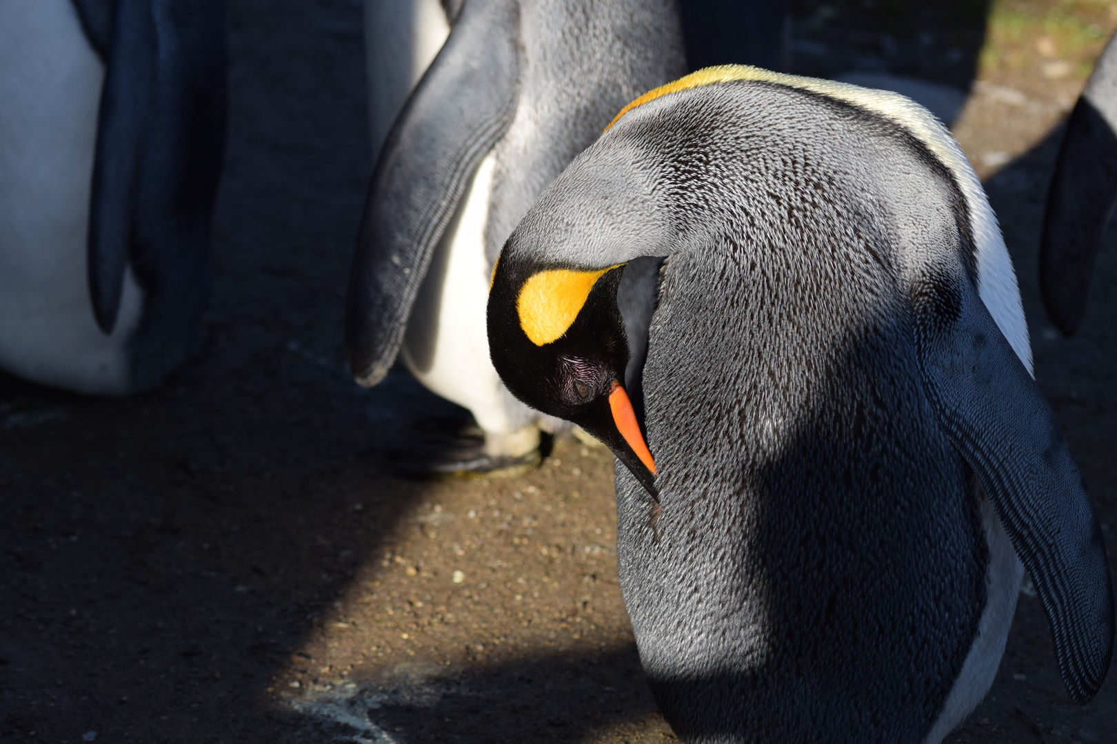 Penguins at the Zurich Zoo