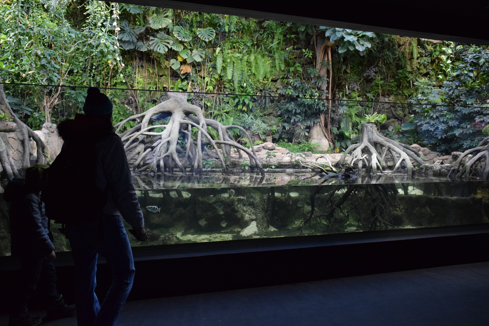 Aquarium of Brackish water at the Zurich Zoo