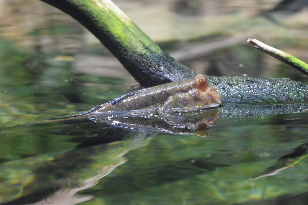 Atlantic Mudskipper (Periophthalmus barbarus)