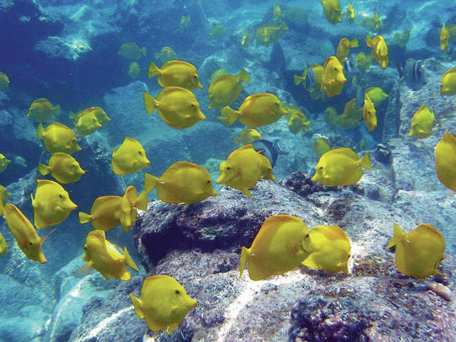 Foto scattata al largo delle coste delle Hawaii. Fonte: AP Photo / Oregon State University, Bill Walsh,