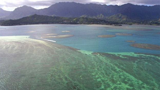 Barriera corallina al largo della costa di Oahu, Hawaii Barriera corallina al largo della costa di Oahu, Hawaii
