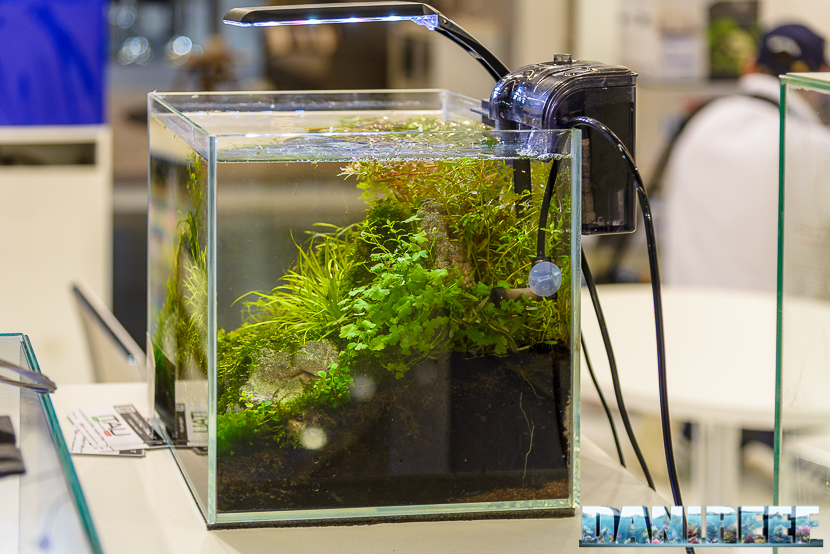 Piccolo acquario di acqua dolce