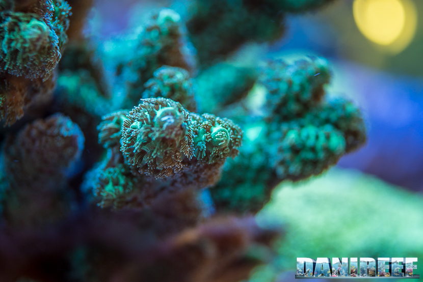 Ma, prima di tutto, perché l'estensione dei polipi di una Acropora è così importante?