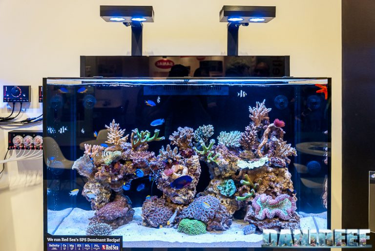 Come eliminare le alghe in acquario: no panic, pro-attività e tanta ...