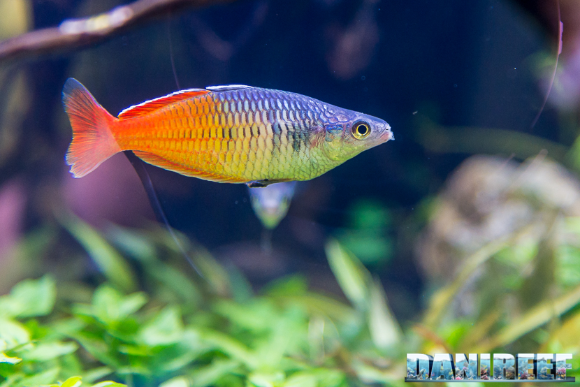 I bellissimi e coloratissimi Pesci arcobaleno, conosciamoli meglio