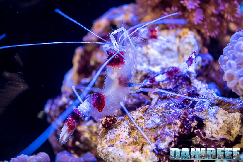 Lo Stenopus hispidus è uno dei gamberetti più comuni in un acquario di barriera. Fa parte delle sei principali specie di gamberi pulitori esistenti